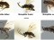 New Wasp Species Given Hobbit Names