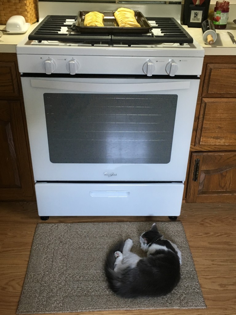 My kitten, Pippin, enjoying a nap by the warn oven.